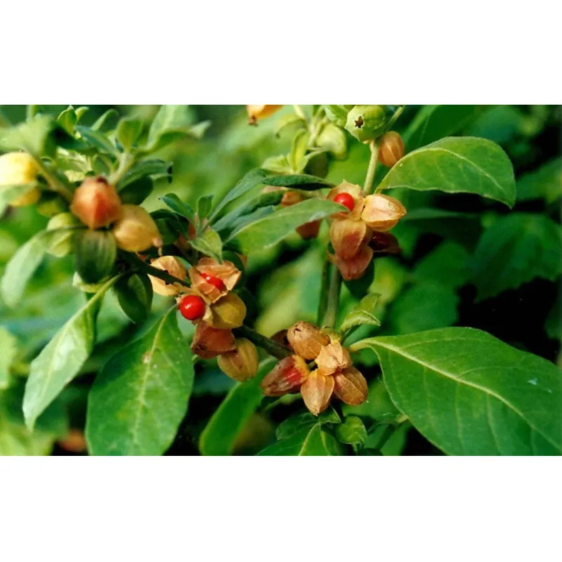 Ashwagandha: el adaptógeno más popular del momento