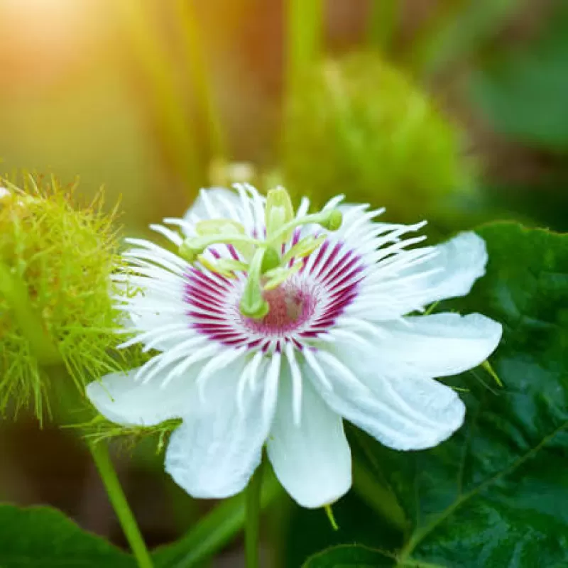 Valeriana y pasiflora: plantas tradicionales en productos naturistas