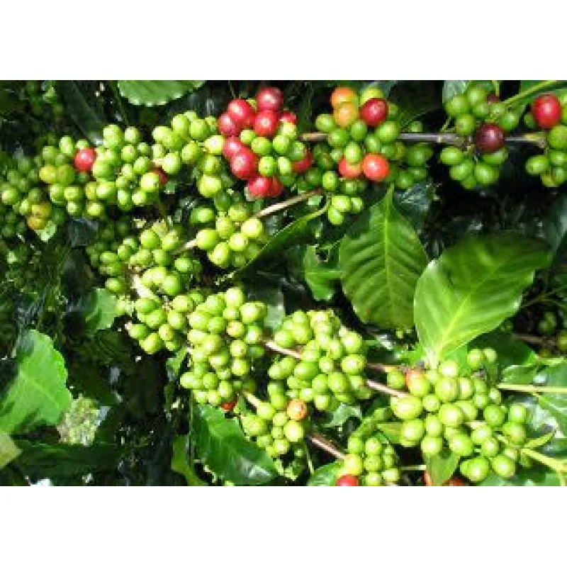 Griffonia simplicifolia: el ingrediente detrás del 5-HTP
