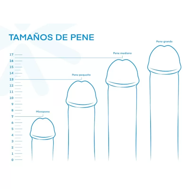 La medida promedio mundial de un pene en estado erecto y en estado flácido.