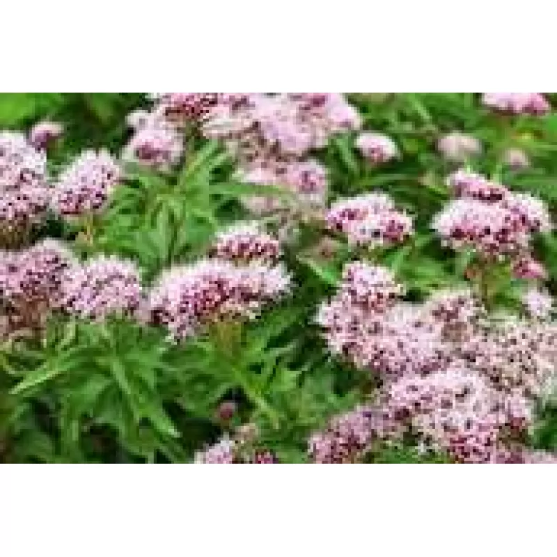 Valeriana: por qué es tan popular en productos naturistas