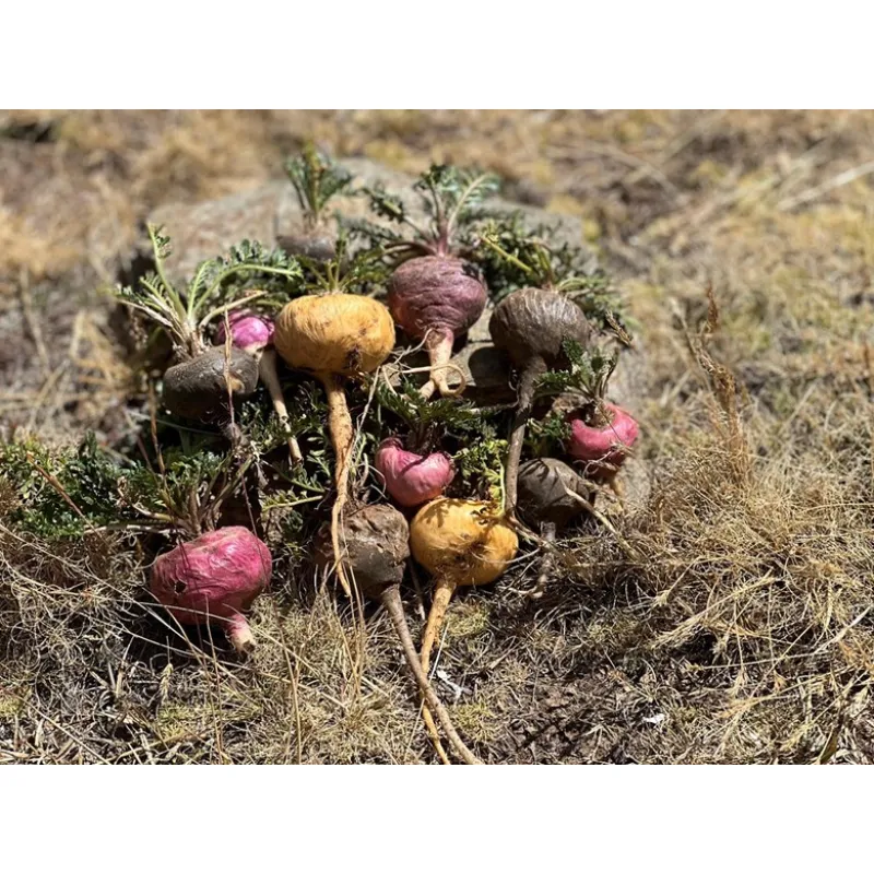 Maca Peruana: tendencia creciente en el mundo naturista