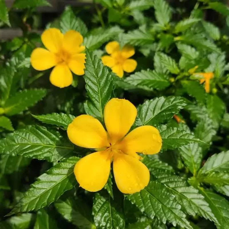 Damiana: la planta tradicional asociada a la vitalidad natural