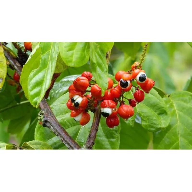 Guaraná: energía natural y su presencia en suplementos modernos