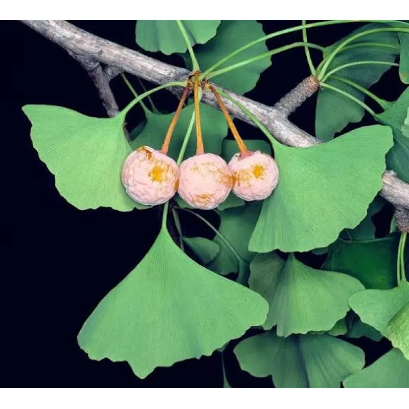 Ginkgo Biloba: un clásico del naturismo moderno