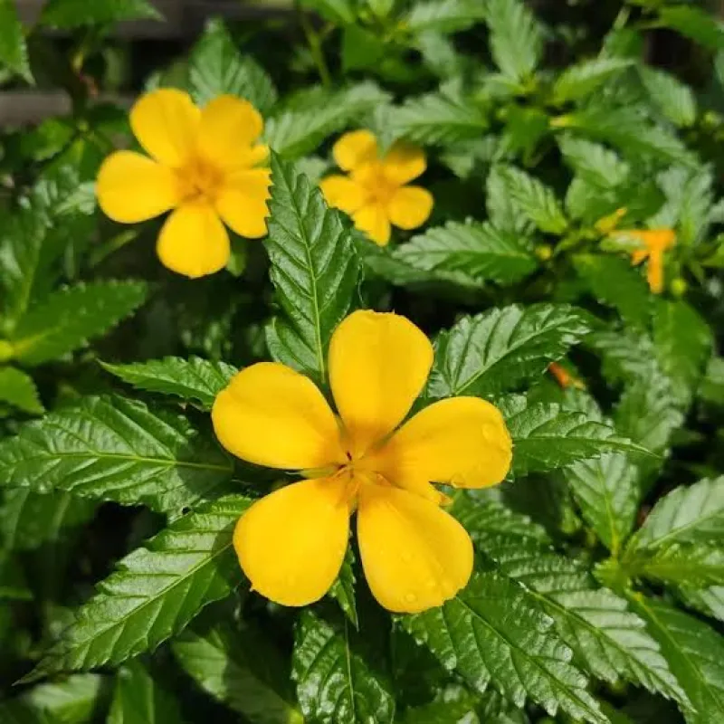 Damiana: tradición y presencia en productos naturistas