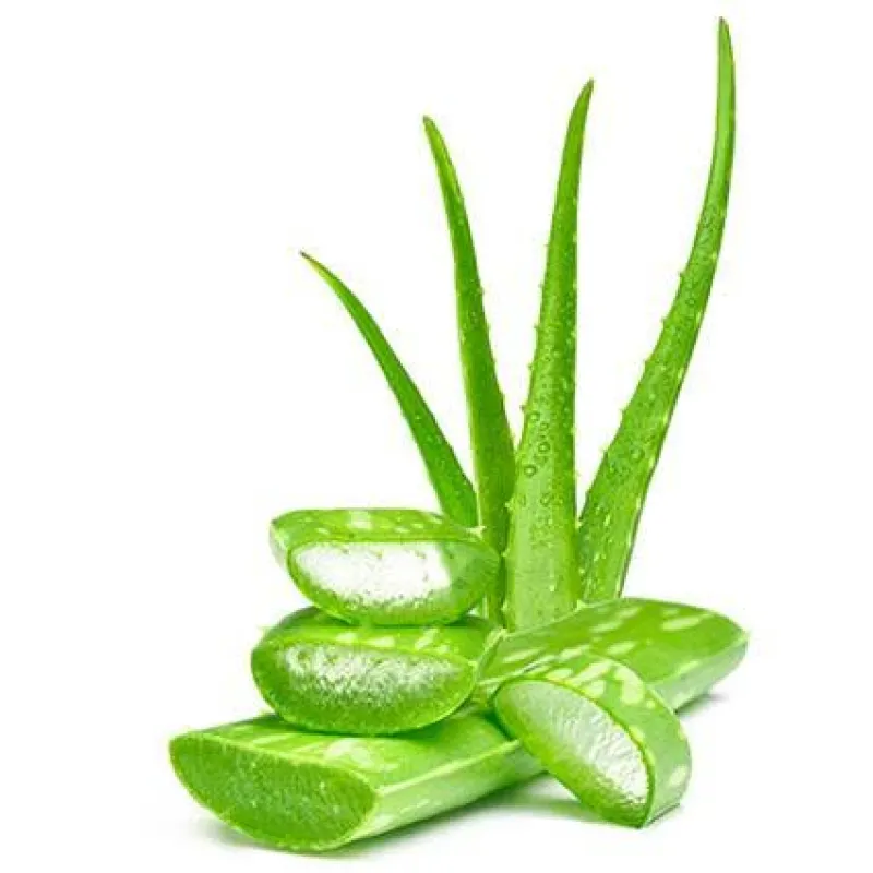Aloe Vera: de planta natural a producto estrella del mercado