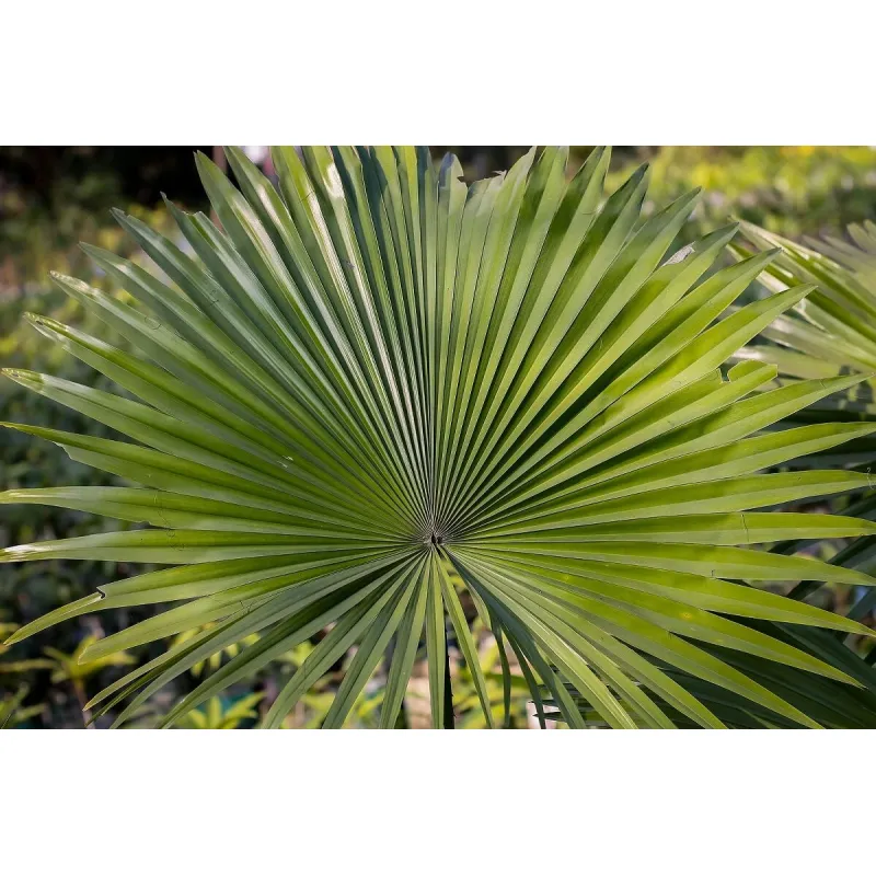 Saw palmetto: un ingrediente tradicional en el naturismo moderno